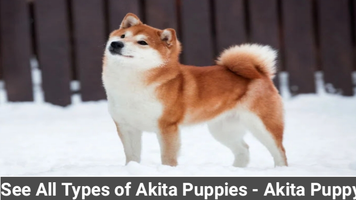 Akita Puppies - Akita Puppy